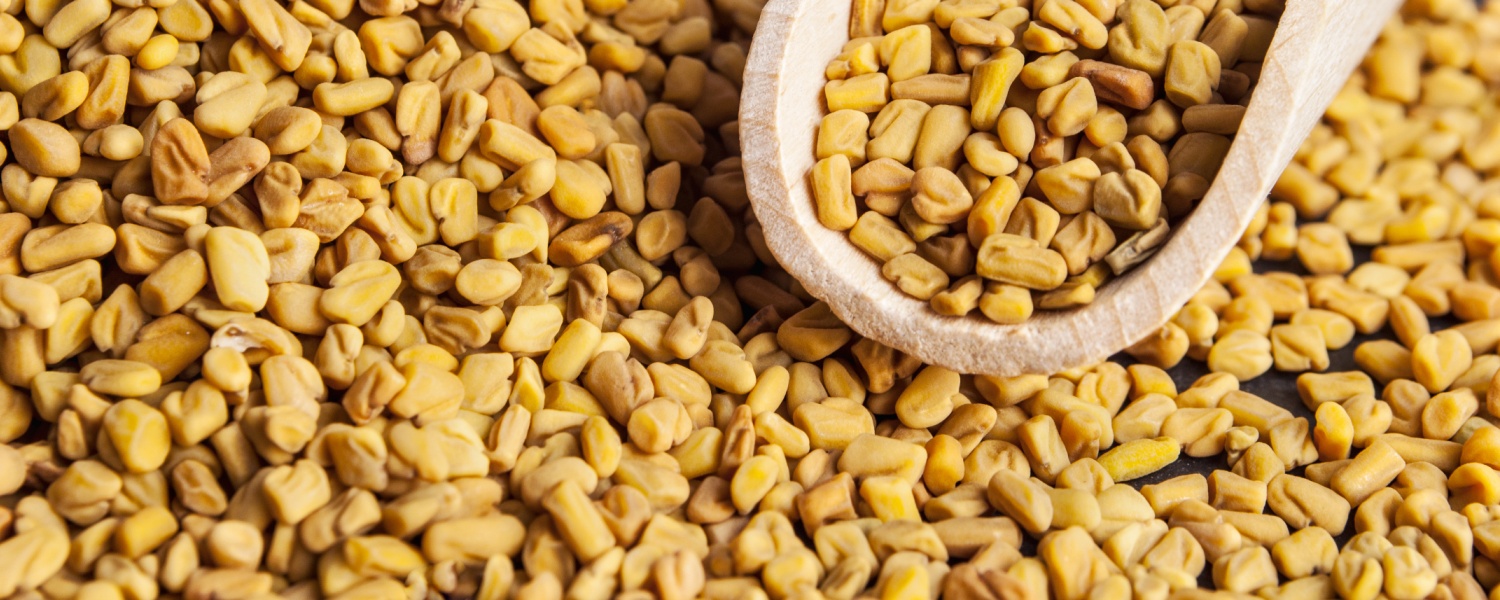 Fenugreek