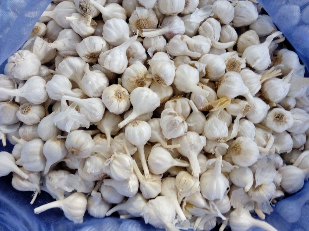 Garlic