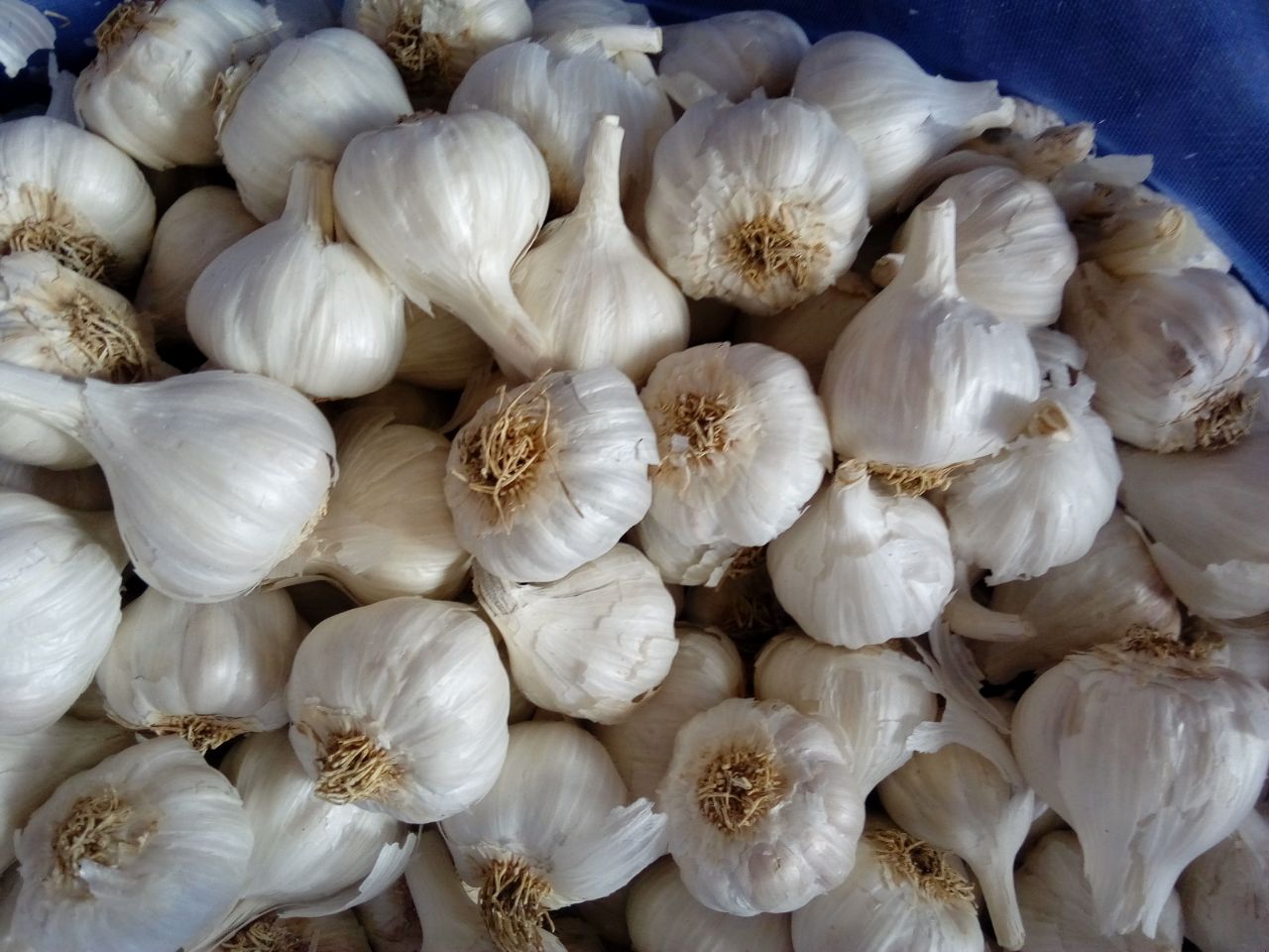 Garlic